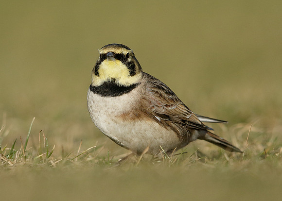 Shorelark Eremophila alpestris