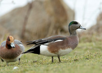American Wigeon Anas americana