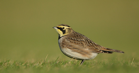 Shorelark Eremophila alpestris