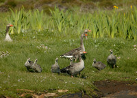 Greylag Goose Anser anser