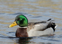 Mallard Anas platyrhynchos