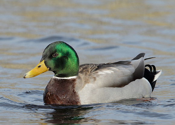 Mallard Anas platyrhynchos