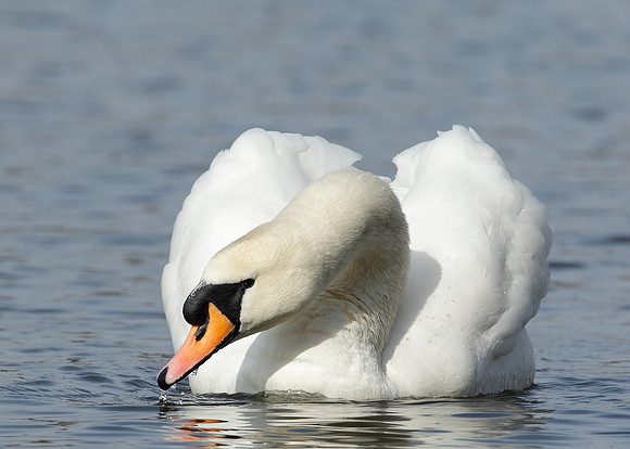 Mute Swan Cygnus olor
