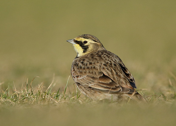Shorelark Eremophila alpestris
