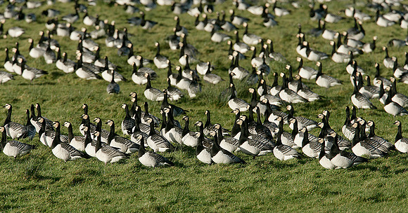 Barnacle Goose Branta leucopsis