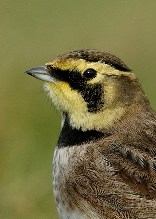 Shorelark Eremophila alpestris