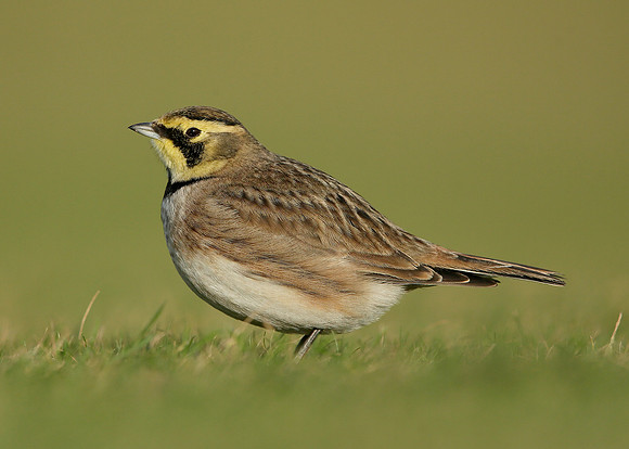 Shorelark Eremophila alpestris