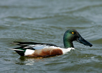 Shoveler Anas clypeata