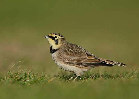 Shorelark Eremophila alpestris