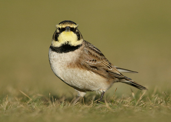 Shorelark Eremophila alpestris