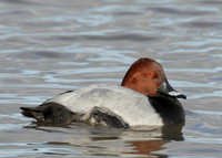 Pochard Aythya ferina