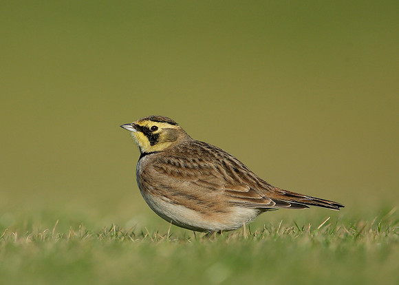 Shorelark Eremophila alpestris