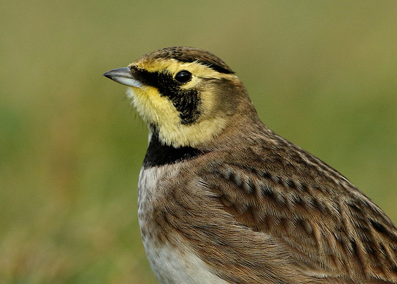 Shorelark Eremophila alpestris