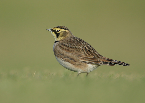 Shorelark Eremophila alpestris