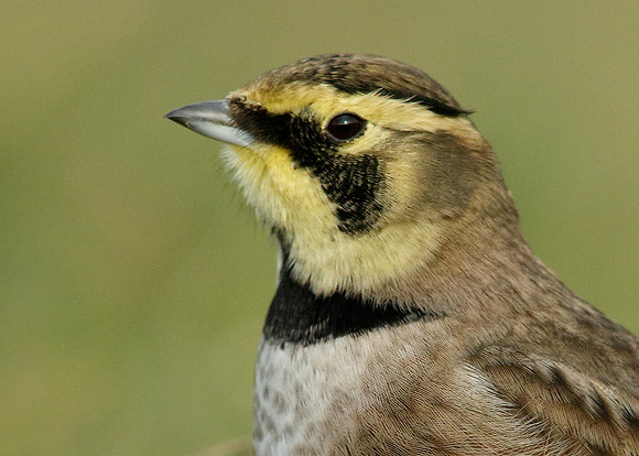 Shorelark Eremophila alpestris