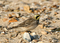 Shorelark Eremophila alpestris