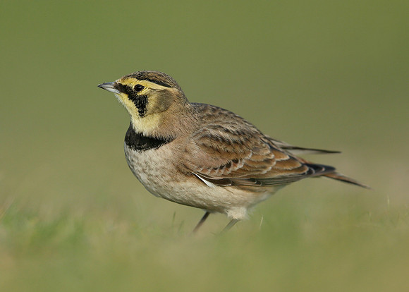 Shorelark Eremophila alpestris