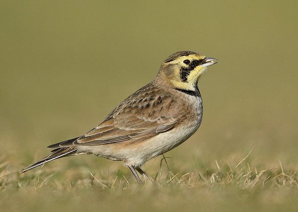 Shorelark Eremophila alpestris
