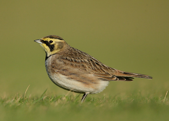 Shorelark Eremophila alpestris