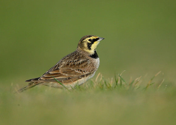 Shorelark Eremophila alpestris