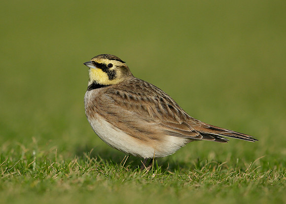 Shorelark Eremophila alpestris