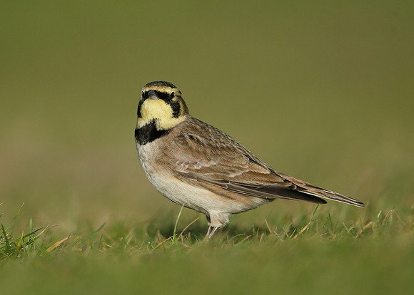 Shorelark Eremophila alpestris