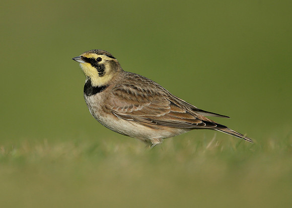 Shorelark Eremophila alpestris