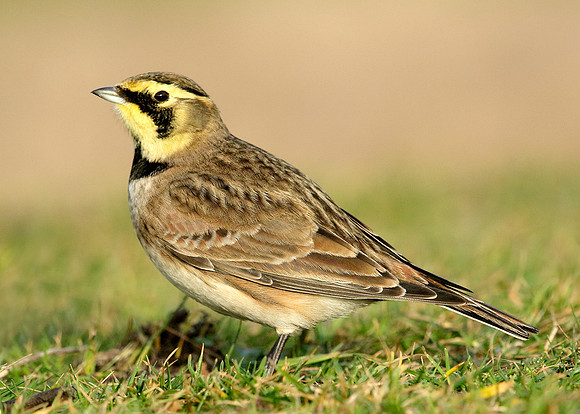 Shorelark Eremophila alpestris