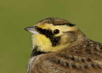 Shorelark Eremophila alpestris