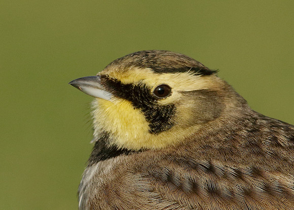 Shorelark Eremophila alpestris