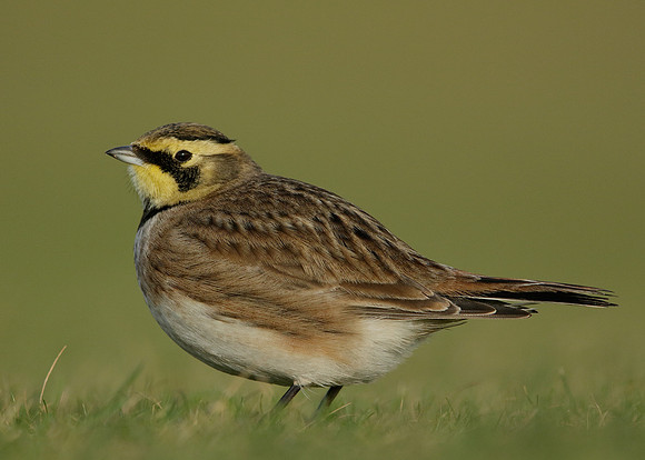 Shorelark Eremophila alpestris