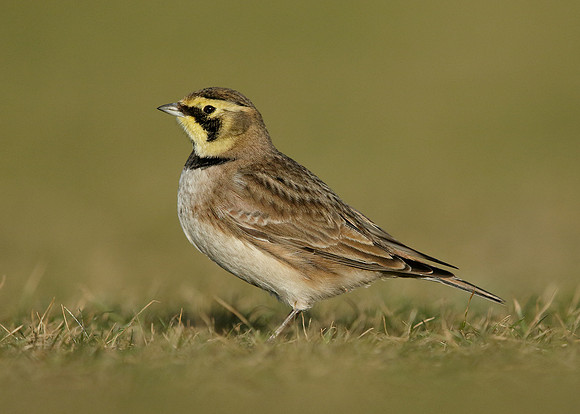 Shorelark Eremophila alpestris