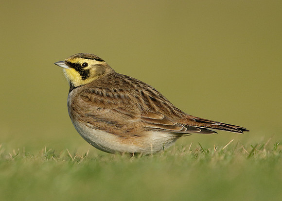 Shorelark Eremophila alpestris
