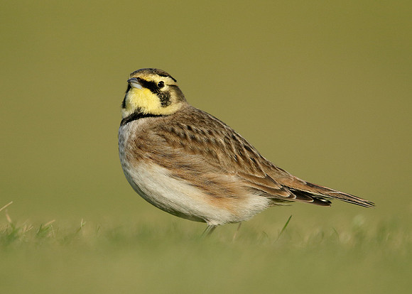 Shorelark Eremophila alpestris