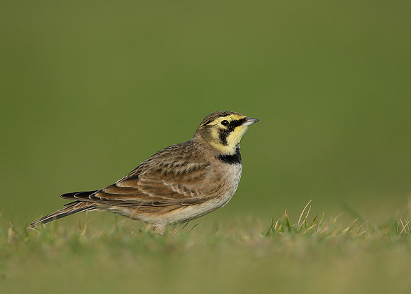 Shorelark Eremophila alpestris