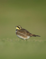Shorelark Eremophila alpestris