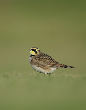 Shorelark Eremophila alpestris