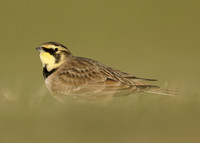 Shorelark Eremophila alpestris