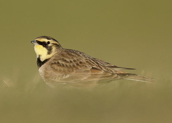 Shorelark Eremophila alpestris