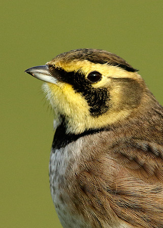 Shorelark Eremophila alpestris