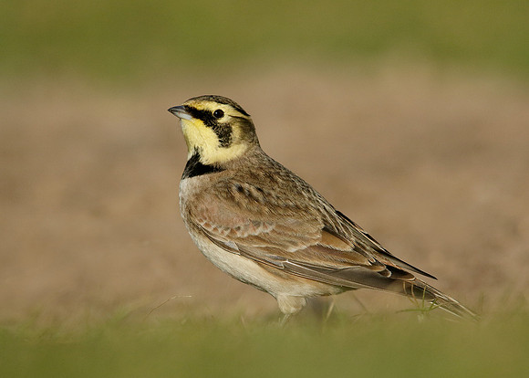 Shorelark Eremophila alpestris