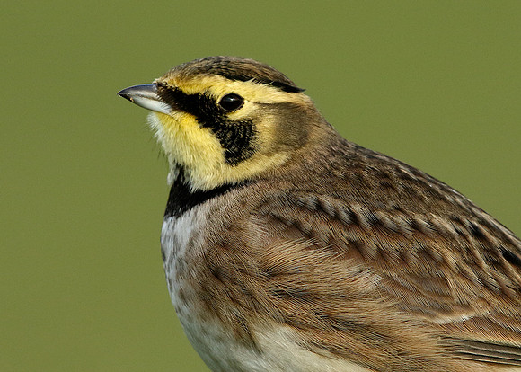 Shorelark Eremophila alpestris