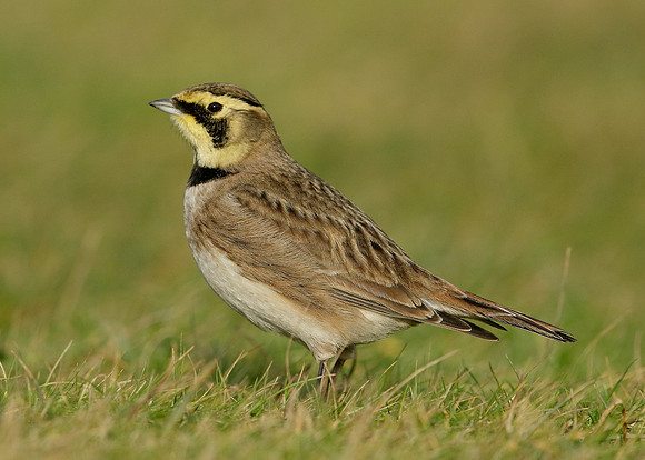 Shorelark Eremophila alpestris