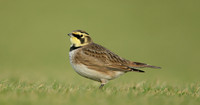 Shorelark Eremophila alpestris