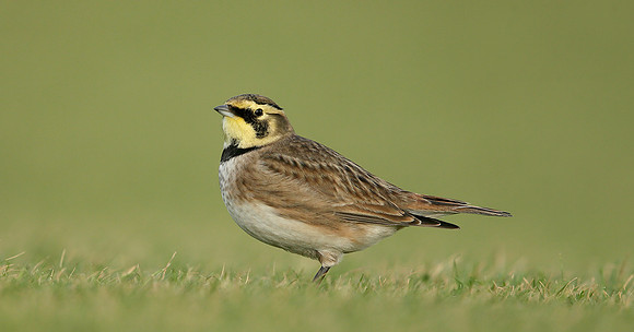 Shorelark Eremophila alpestris