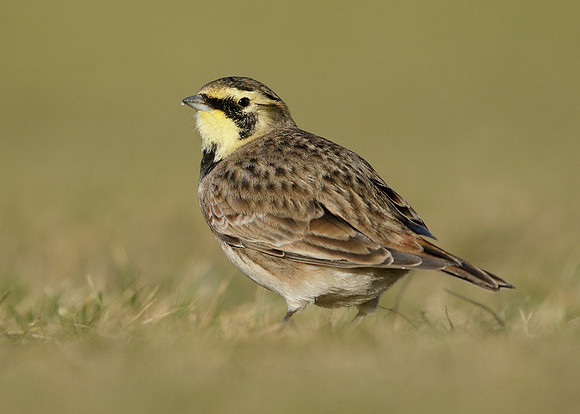 Shorelark Eremophila alpestris