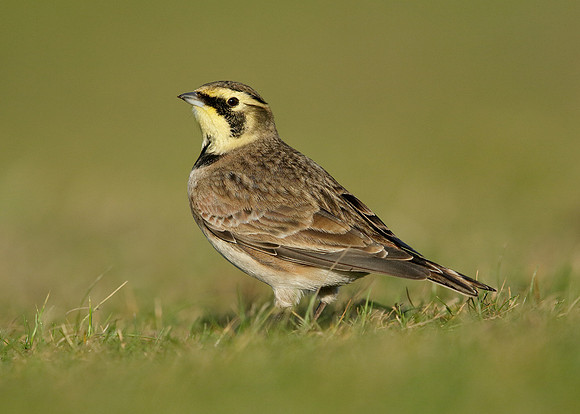 Shorelark Eremophila alpestris