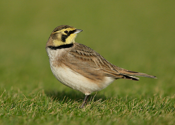 Shorelark Eremophila alpestris