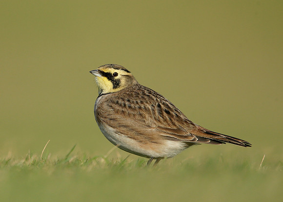 Shorelark Eremophila alpestris
