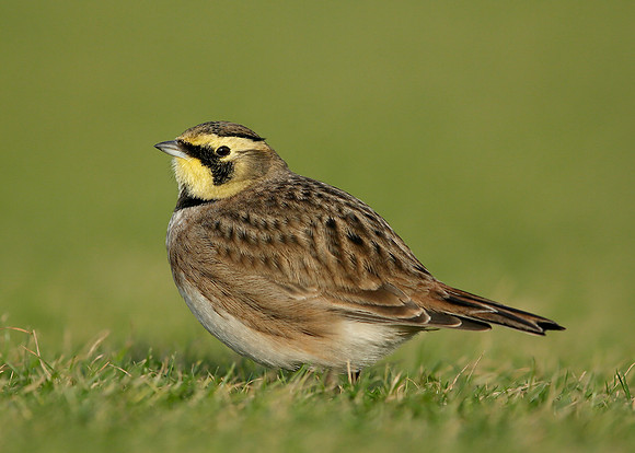 Shorelark Eremophila alpestris